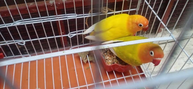 love birds breeder pair 4