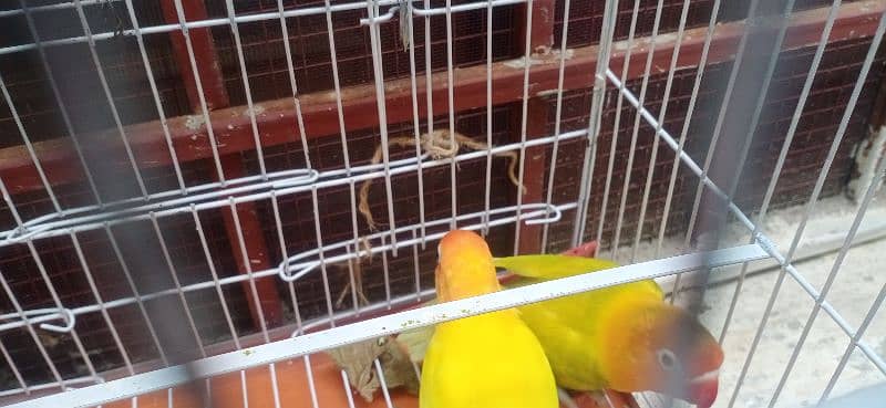 love birds breeder pair 5