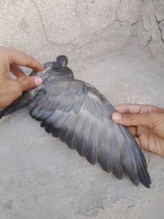 baby pigeons black colour