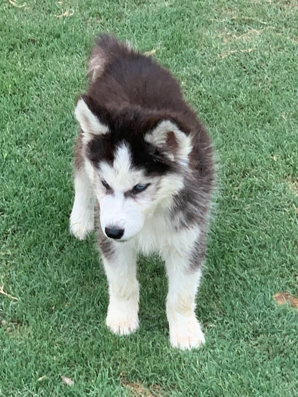 beautiful syberian huskies up  for sale 6