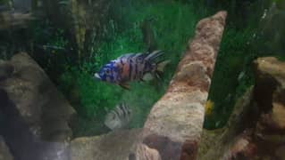 cichlids