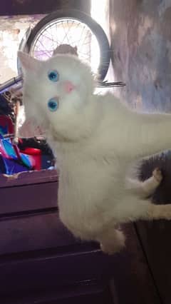 Blue Eyes Persion Cat