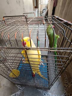 Parrot Pairs Yellow Ring Neck Green Ring Neck