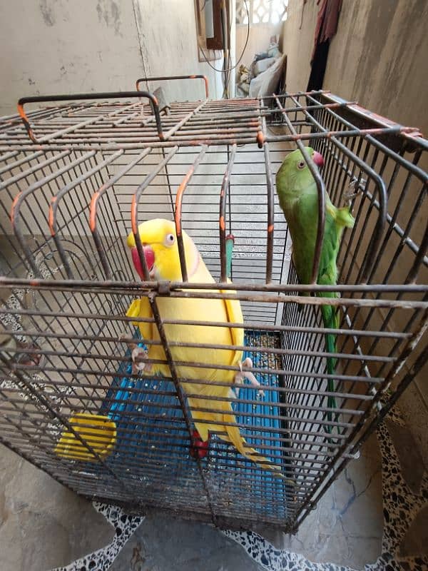 Parrot Pairs Yellow Ring Neck Green Ring Neck 0