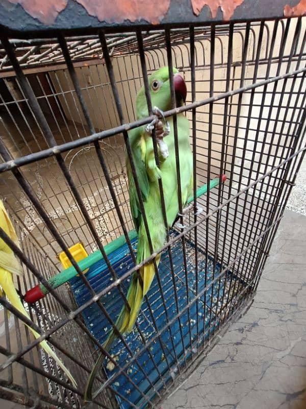 Parrot Pairs Yellow Ring Neck Green Ring Neck 3