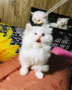 Persian triple coated kittens for sale