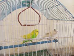 bajri male 2 for sale 0