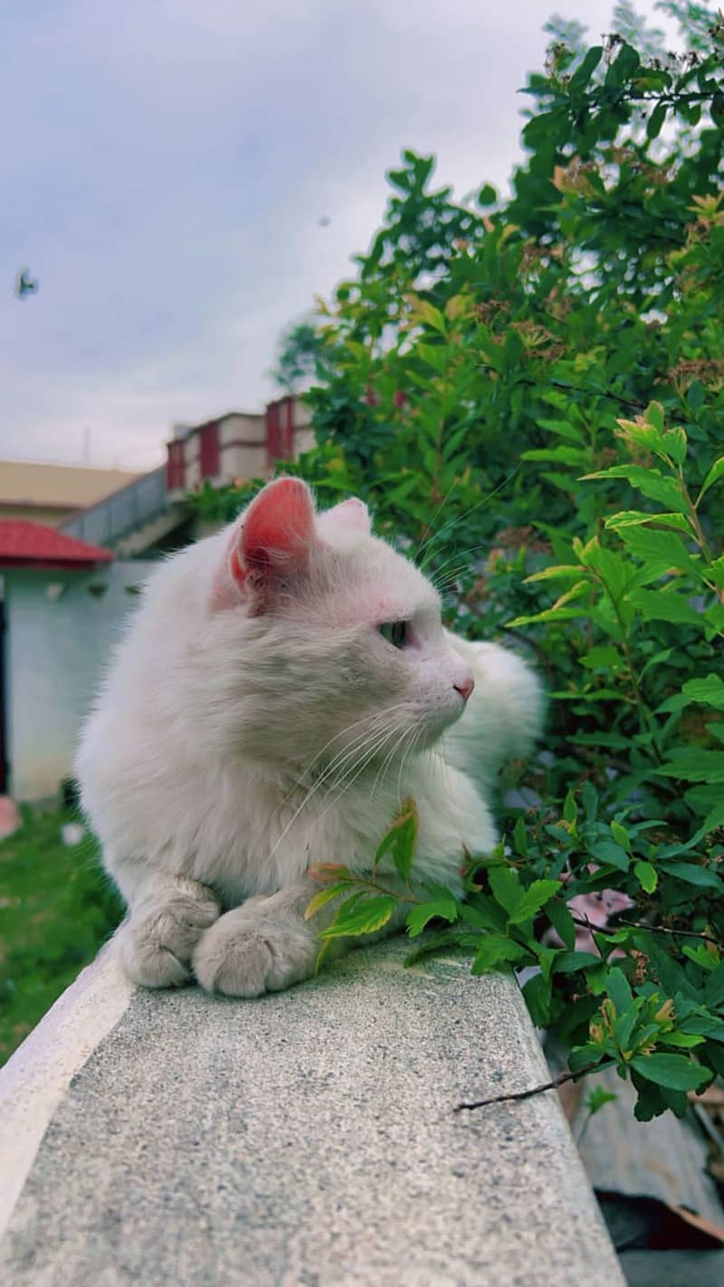 Elegant Persian Male Cat – Ready for a New Home 1