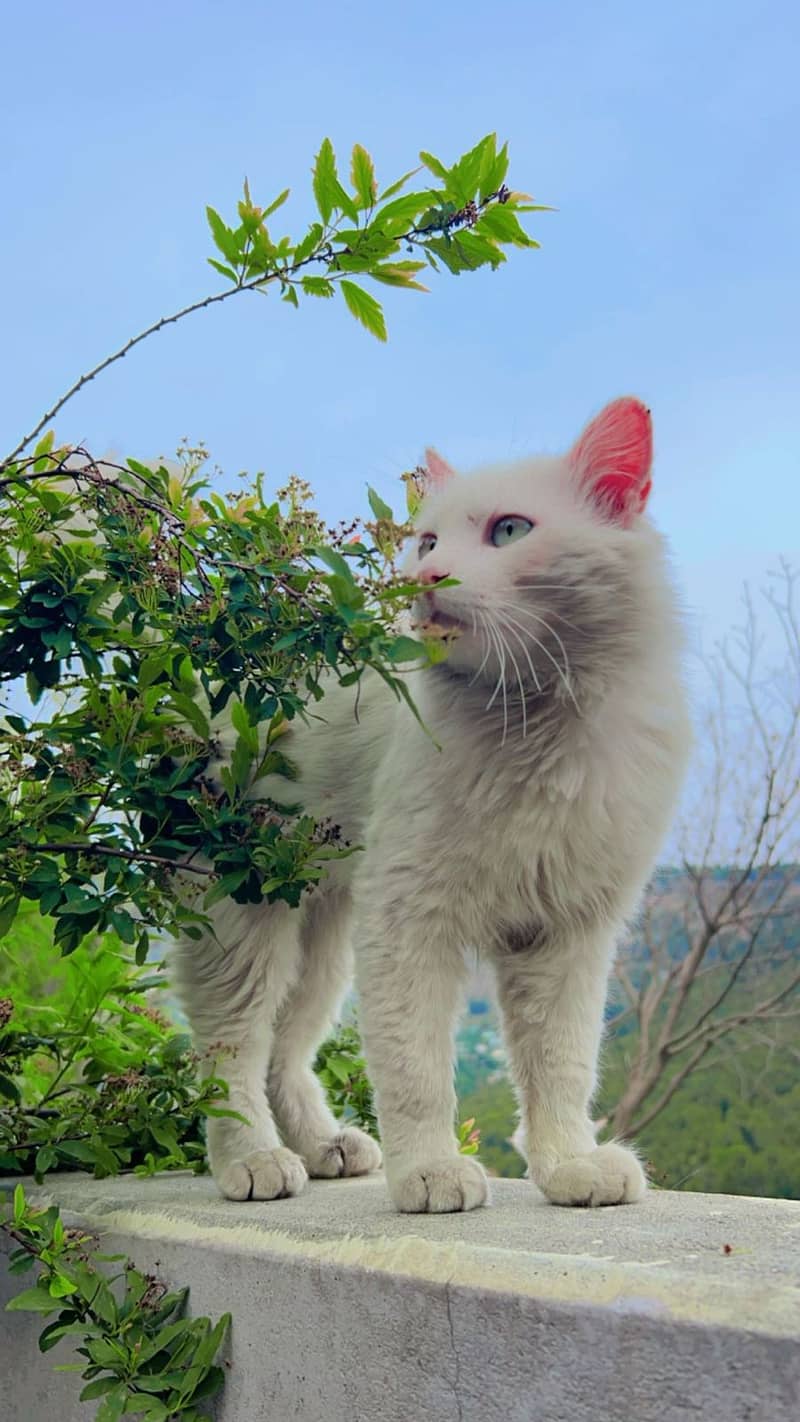 Elegant Persian Male Cat – Ready for a New Home 2