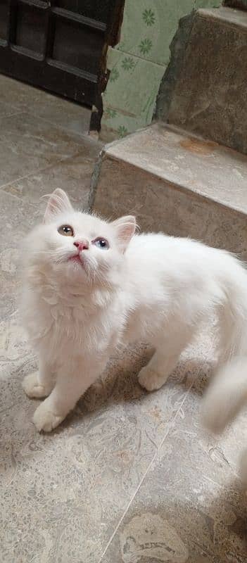 male cat fluffy 1