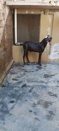 BEETAL Donda Breeding quality MALE FOR SALE