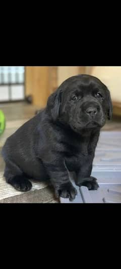 Labrador female puppy available