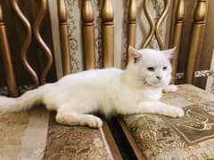 Persian White Male Cat For Sale