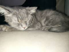 Persian double coated cat for sale