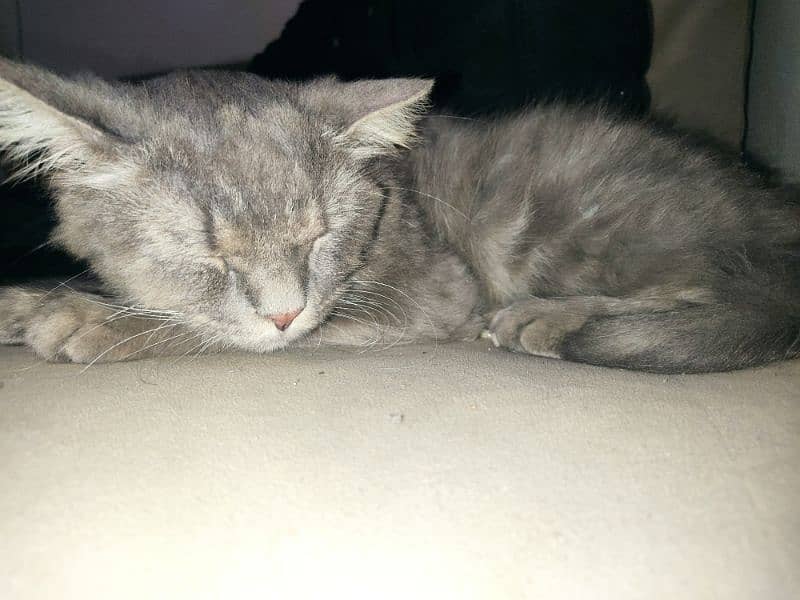 Persian double coated cat for sale 0