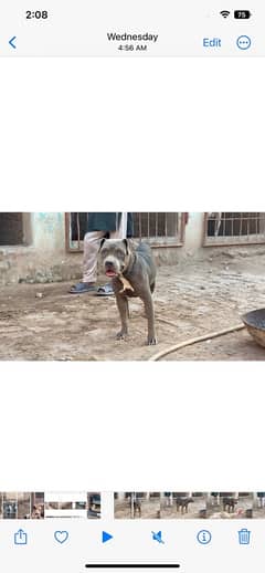 03064970225 pittbull female for sale