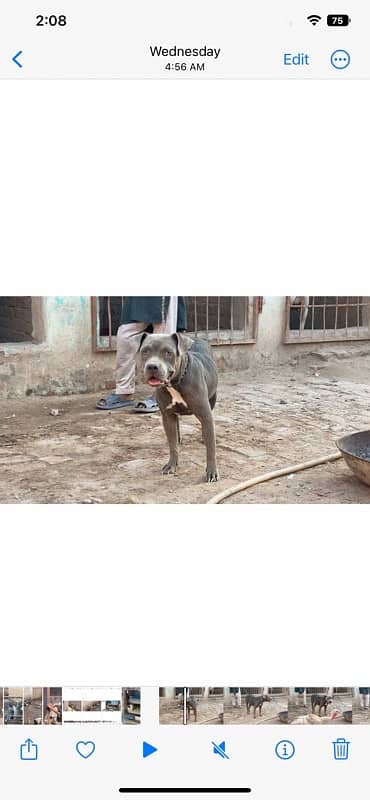 03064970225 pittbull female for sale 0