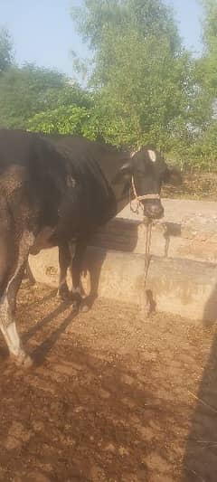 cow with wachi cow 1.5 maa gabn and one bufflo