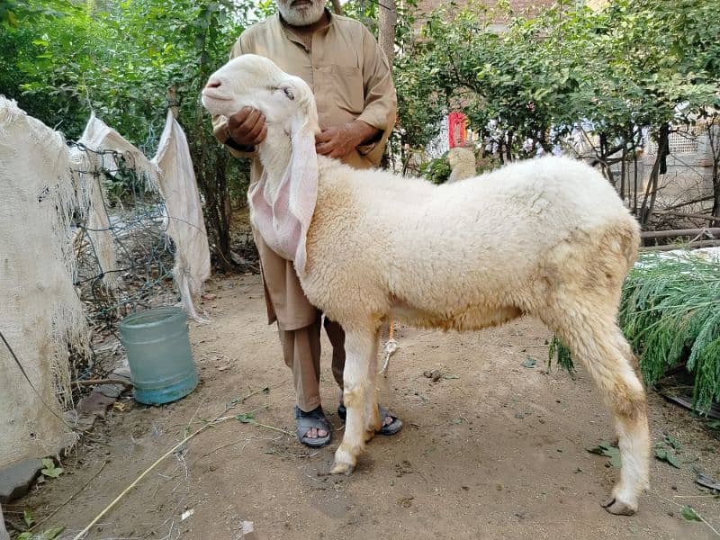 Sheep-chatra-kajla female for sale 2