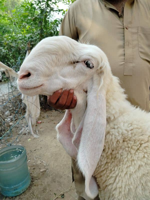 Sheep-chatra-kajla female for sale 3