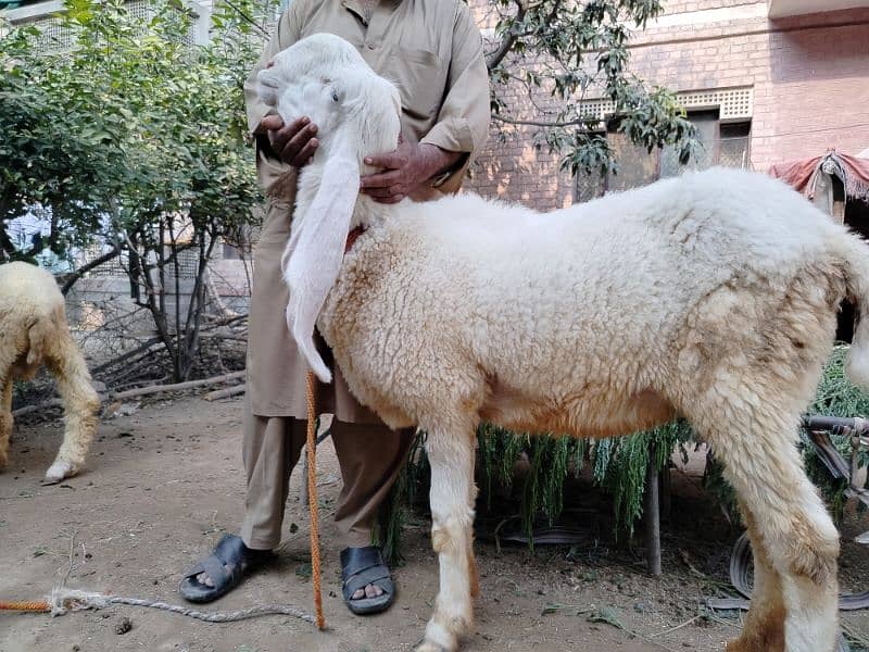 Sheep-chatra-kajla female for sale 4