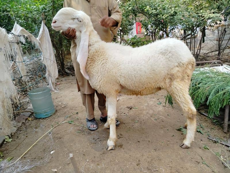 Sheep-chatra-kajla female for sale 7