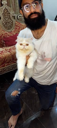 Piki Face persian cat Male only for mating stud service