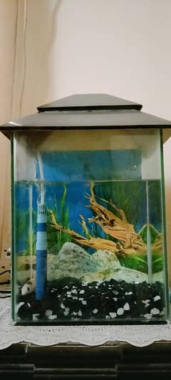 Fish aquarium