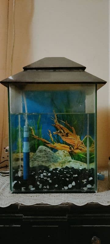 Fish aquarium 1