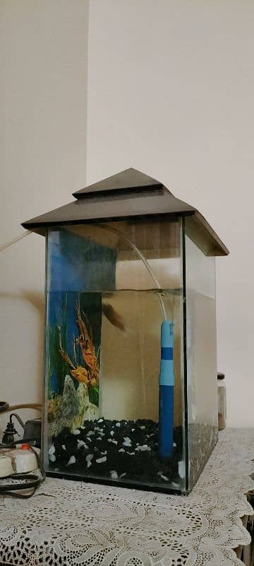 Fish aquarium 2