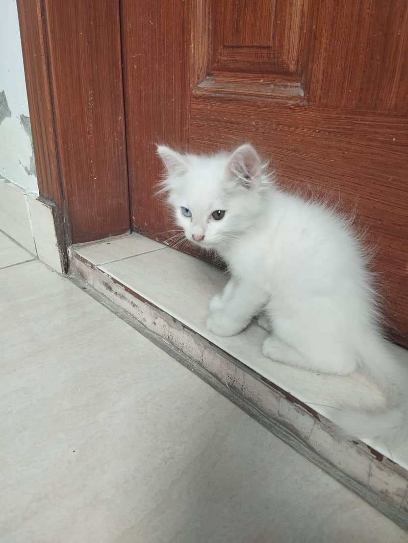 Persian cat 3