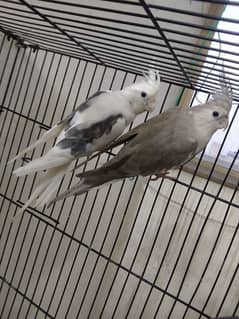 v pied to silver cocktail breeder pair