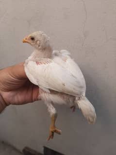 Paper White Heera Aseel Chicks