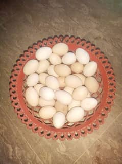 Golden Mistri Hens and  Fertile Eggs 0