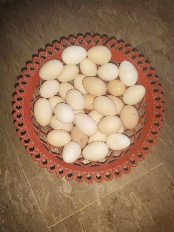 Golden Mistri Hens and  Fertile Eggs 1