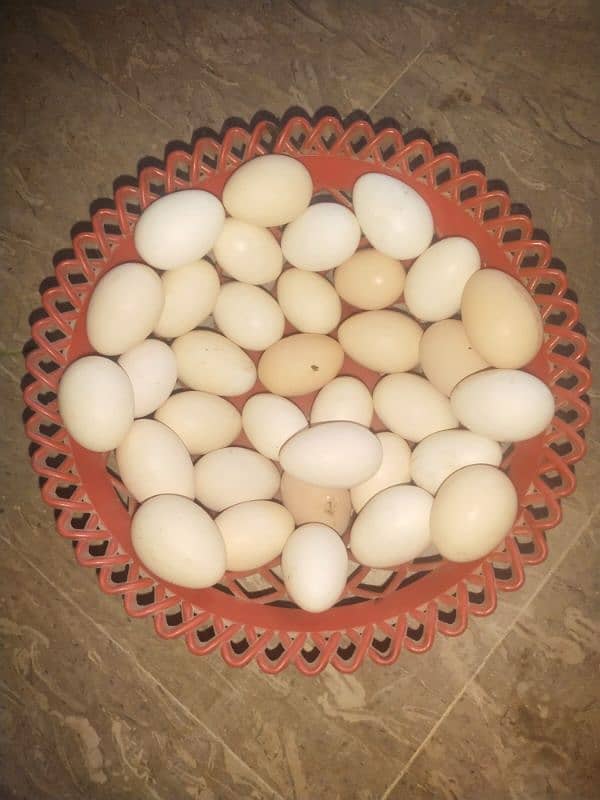 Golden Mistri Hens and  Fertile Eggs 2