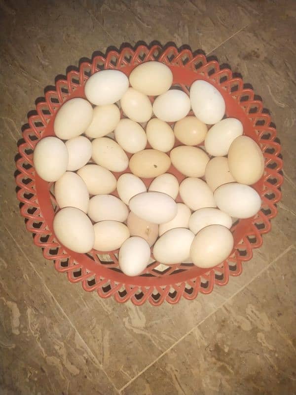 Golden Mistri Hens and  Fertile Eggs 3