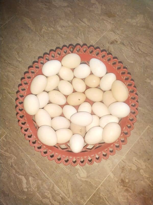 Golden Mistri Hens and  Fertile Eggs 4