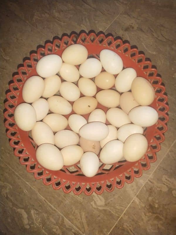 Golden Mistri Hens and  Fertile Eggs 5