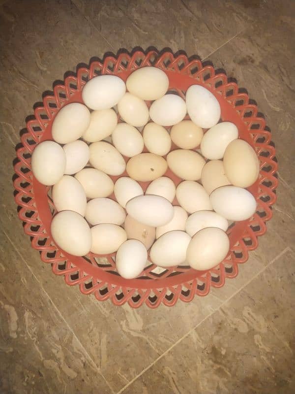 Golden Mistri Hens and  Fertile Eggs 6