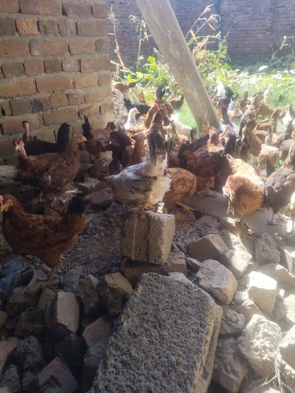 Golden Mistri Hens and  Fertile Eggs 7