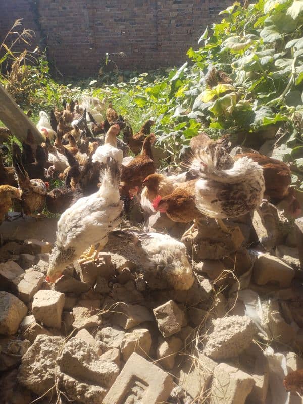 Golden Mistri Hens and  Fertile Eggs 8