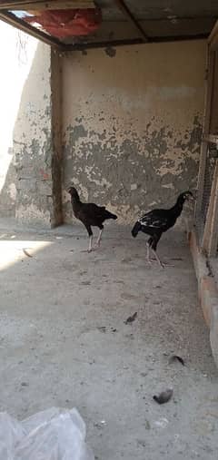 Aseel chicks for sale