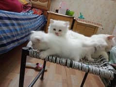 triple coat semi punch Persian cate full white 0