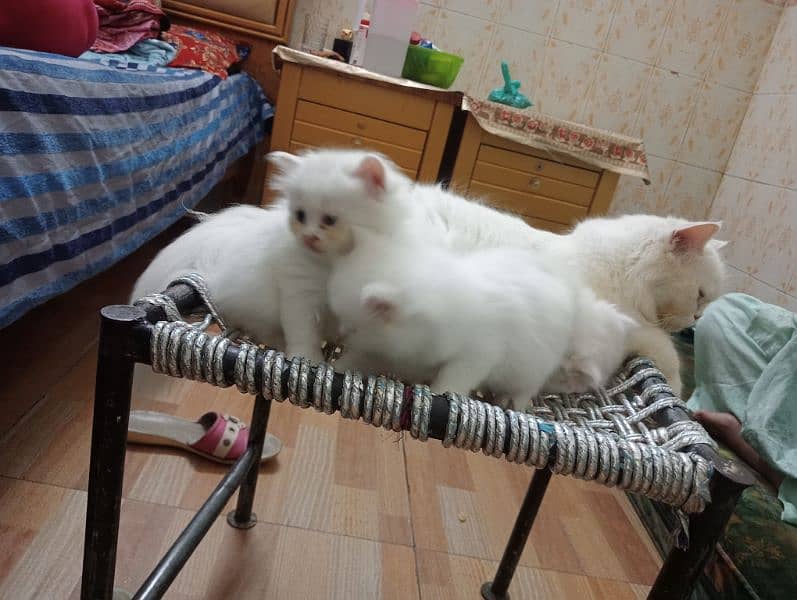 triple coat semi punch Persian cate full white 1