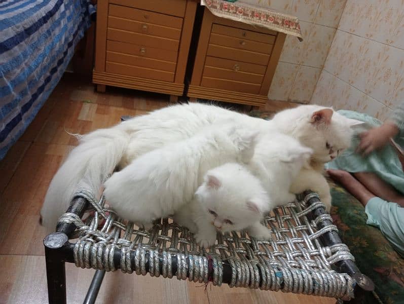 triple coat semi punch Persian cate full white 2