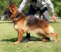 Pedigreed German Shepherd Long Hair Female