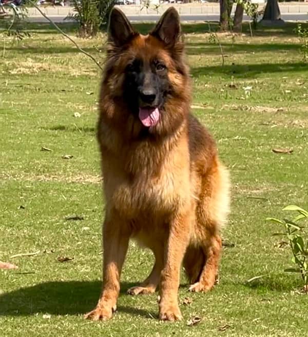 Pedigreed German Shepherd Long Hair Female 1