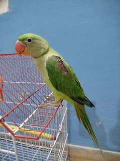 Raw parrot not tamed full healthy and active good for breeding