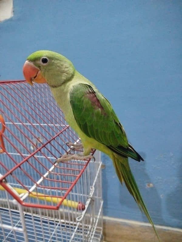 Raw parrot not tamed full healthy and active good for breeding 0